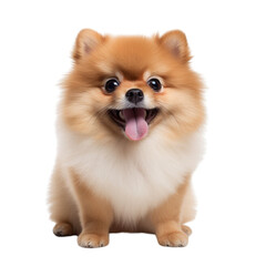 Cute Pomeranian full body on white background