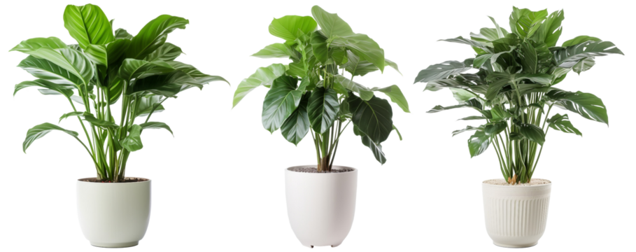 Big Green Fresh Houseplants Set. Interior Design Mockup. Front View. Ai Generative - Powered by Adobe