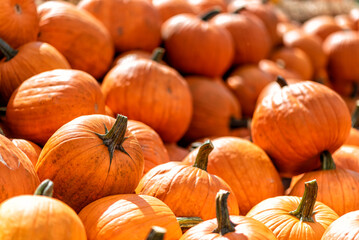 various pumpkins in autumn in Spreewald in Germany