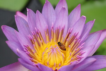 lotus flower in the pond