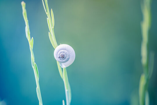 Beautiful close up ecology nature landscape with meadow and white snail shell. Abstract green grass line background. Tranquil spring summer natural blurred soft pastel green blue lush foliage