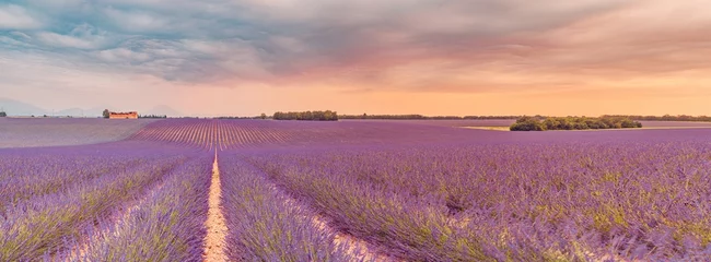 Foto op Aluminium Breathtaking nature landscape. Panoramic lavender meadow fields in Provence Valensole, France. Wonderful scene, amazing summer landscape of blooming lavender flowers, peaceful sunset view, agriculture © icemanphotos