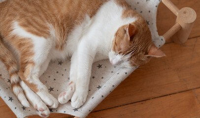 くつろぐ猫　茶トラ白