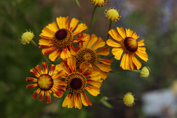 Helenium autumnale, common sneezeweed flowers in the summer garden 