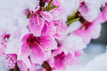 Winter flower, Pink Peach Flower under Snow with white background. Pink flowers in the snow in early spring.