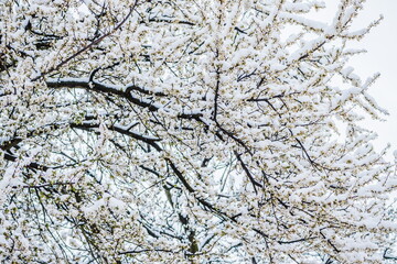 Winter flower, Cherry white blossom flowers under Snow with whit