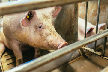 Fattening pigs on a large commercial breeding pig are looking at the cameras.