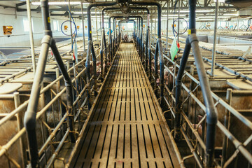 Fattening pigs on a large commercial breeding pig farm.