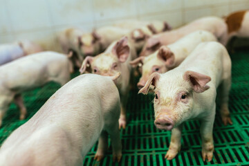 Piglets in quarantine due to disease. Pigs diseases. African swine fever.