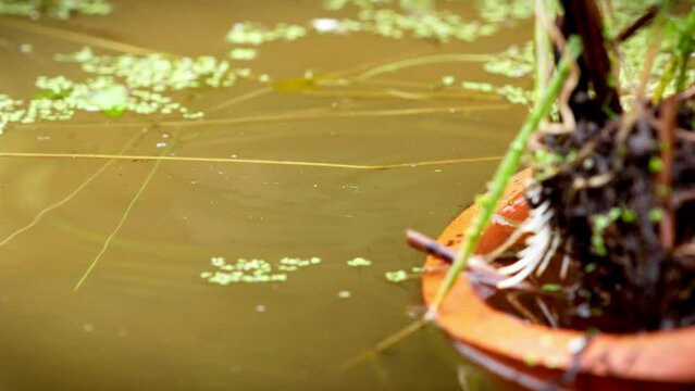 An insect that swims on its back is a Notonecte, which lives in natural pools.