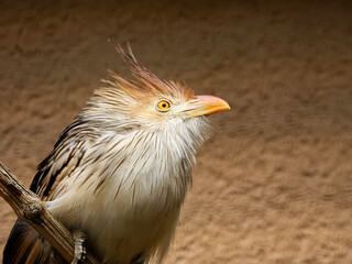 animal portraits