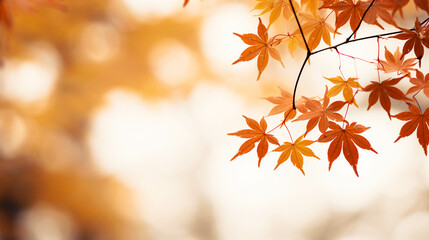 Naklejka na ściany i meble Orange autumn leaves on a tree branch for background