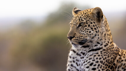 a leopard close-up portrait 