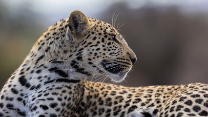 Fototapeta na wymiar a leopard close-up portrait 