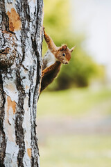 Petit écureuil roux dans un arbre