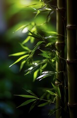 Fototapeta na wymiar Green bamboo forest with sunlight in the morning. Shallow depth of field.
