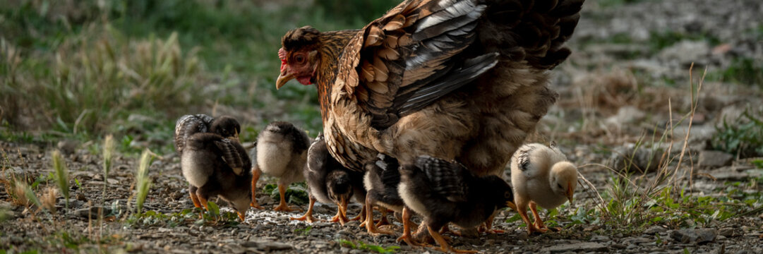 Free chickens and hen graze on the meadow, livestock, farm-agriculture concept