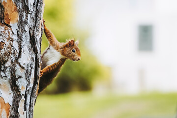 Naklejka na ściany i meble Petit écureuil roux dans un arbre