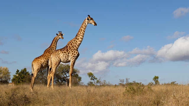  giraffes with a blue sky background