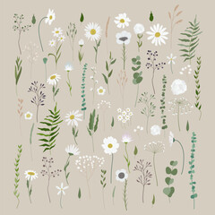 Vector set of white filed flowers and plants. Big collection of dandelions, daisies, chamomile, leaves, branches, twigs, and berries. Hand drawn flat vector illustration.