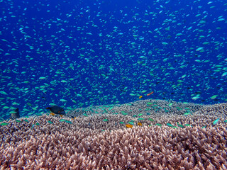 underwater landscape of fish and coral
