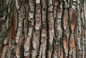 wood bark texture, sawn aspen