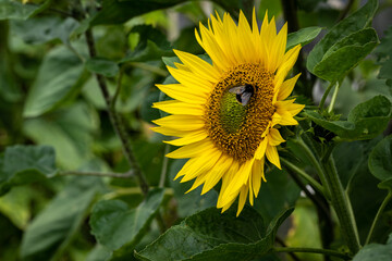Sunflowers 3