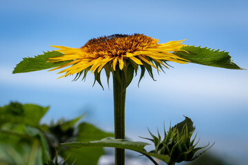 Sunflowers 6