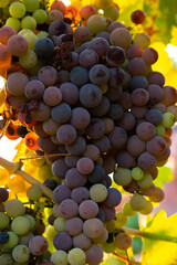 Bunch of colorful grapes, viticulture and agriculture concept
