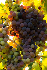 Bunch of colorful grapes, viticulture and agriculture concept
