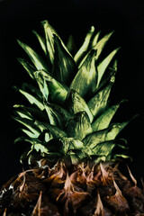 Obraz premium pineapple leaves on a black background close-up