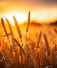 Golden wheat field at sunset, with focus on few foreground wheat .