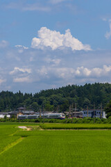夏の青空と田んぼと列車