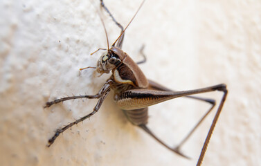 Close up of cricket on the white wall. Macro photography of cricket.