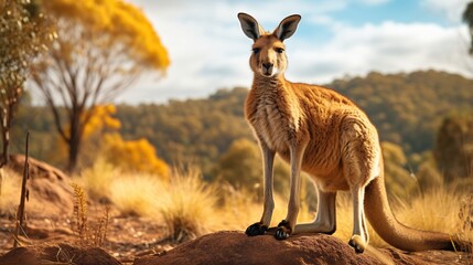 kangaroo standing in the background of the hills - obrazy, fototapety, plakaty