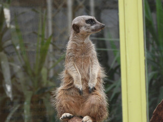 meerkat on guard