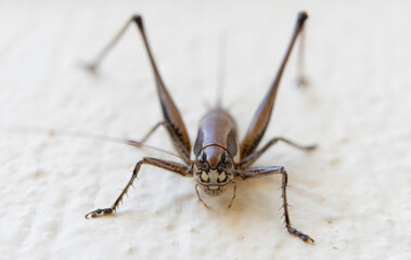 Close up of cricket on the white wall. Macro photography of cricket.