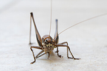 Close up of cricket on the white wall. Macro photography of cricket.