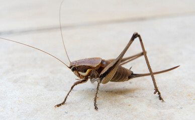 Close up of cricket on the white wall. Macro photography of cricket.