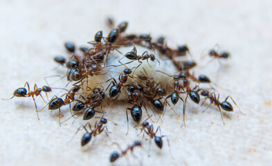Ants carrying eggs on the ground, closeup of photo.