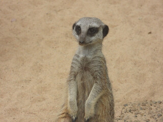 meerkat on guard