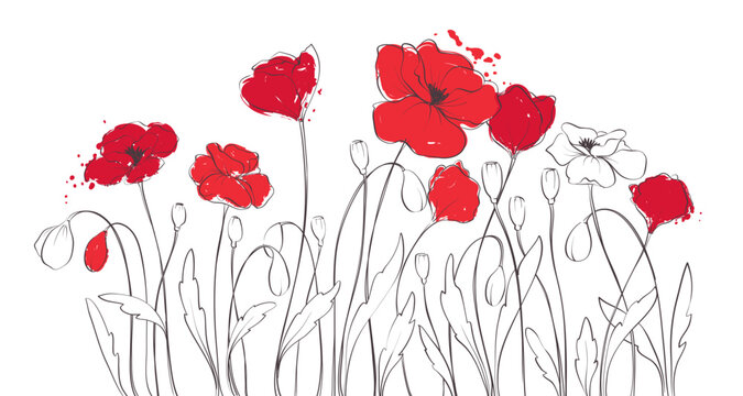 Red popy flowers. Outline drawing with colorful splash elements, freehand drawing. Vector illustration, summer background, flower meadow.	
