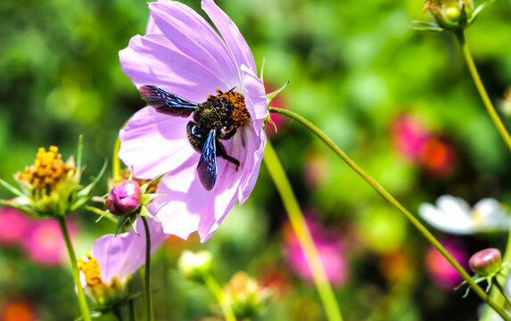Xylocopa violacea collects nectar and pollen from Cosmos flowers.  This is a species of solitary bees of the Apidae family. A large solitary insect, one of the species of the Palearctic subgenus Xyloc