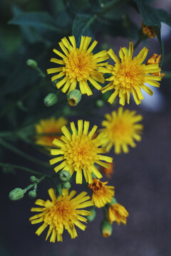 Hieracium, known by the common name hawkweed and classically as hierakion