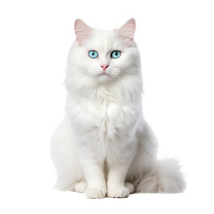 cat looking isolated on white - obrazy, fototapety, plakaty