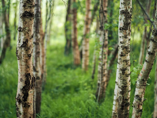 Naklejka premium Trunk of birch tree in focus. Forest out of focus in the background. Light and airy look. Nature theme background. Relaxing scene in a forest.