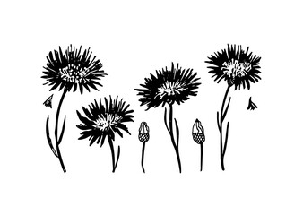 Vector botanical set of  blooming plants cornflower with leaves .