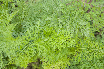 Texture from carrot leaves. Healthy carrot leaves. Carrot tops.