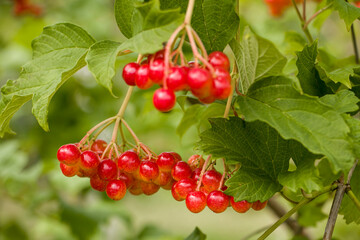 Ripening viburnum fruits. Kalyna (Viburnum). Clusters of viburnum ripen on a bush. Red berries of viburnum. The concept of health and homeopathy. 