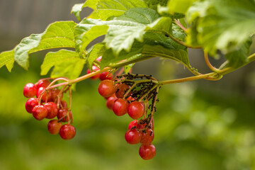 Aphids on young viburnum fruits. Aphids on viburnum. Pests on viburnum.